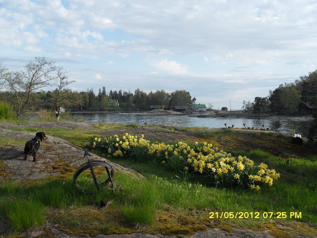 Kevätkukkia rannalla toukokuussa