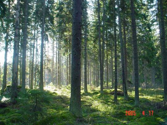 Metsäpolku